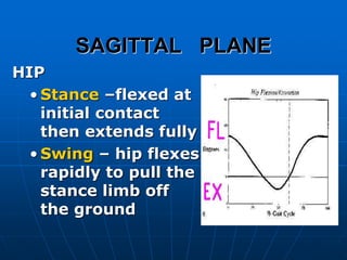 SAGITTAL PLANE
HIP
• Stance –flexed at
initial contact
then extends fully
• Swing – hip flexes
rapidly to pull the
stance limb off
the ground
 