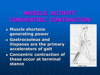 MUSCLE ACTIVITY
CONCENTRIC CONTRACTION
 Muscle shortens
generating power
 Gastrocsoleus and
iliopsoas are the primary
accelerators of gait
 Concentric contraction of
these occur at terminal
stance
 