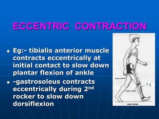 ECCENTRIC CONTRACTION
 Eg:- tibialis anterior muscle
contracts eccentrically at
initial contact to slow down
plantar flexion of ankle
 -gastrosoleus contracts
eccentrically during 2nd
rocker to slow down
dorsiflexion
 