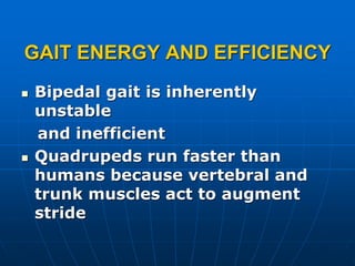 GAIT ENERGY AND EFFICIENCY
 Bipedal gait is inherently
unstable
and inefficient
 Quadrupeds run faster than
humans because vertebral and
trunk muscles act to augment
stride
 