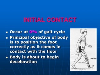 INITIAL CONTACT
 Occur at 0% of gait cycle
 Principal objective of body
is to position the foot
correctly as it comes in
contact with the floor
 Body is about to begin
deceleration
 