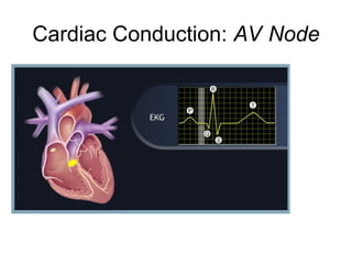 Basic ECG presentation, interval measurement, | PPT