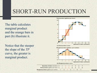 The table calculates
marginal product
and the orange bars in
part (b) illustrate it.
Notice that the steeper
the slope of the TP
curve, the greater is
marginal product.
SHORT-RUN PRODUCTION
 