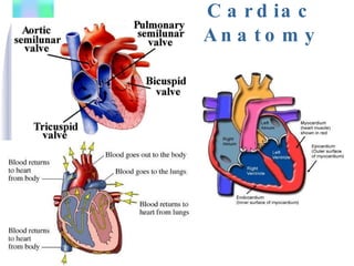 Cardiac Anatomy 