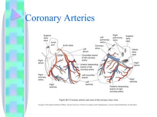 Coronary Arteries 
