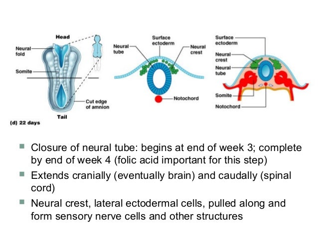 an analysis of the embryonic development process Human embryogenesis is the process of cell division and cellular differentiation of the embryo that occurs during the early stages of development. an analysis of the embryonic development process Human embryogenesis is the process of cell division and cellular differentiation of the embryo that occurs during the early stages of development.