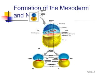 Mesoderma Basic Embryology.ppt.pptx