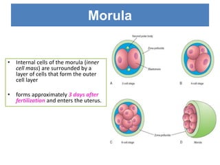Morul Basic Embryology(1).pdf