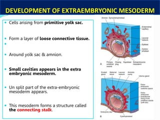 Basic Embryology(1).pdf