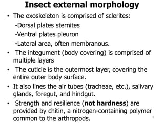 Insect external morphology
• The exoskeleton is comprised of sclerites:
-Dorsal plates sternites
-Ventral plates pleuron
-Lateral area, often membranous.
• The integument (body covering) is comprised of
multiple layers
• The cuticle is the outermost layer, covering the
entire outer body surface.
• It also lines the air tubes (tracheae, etc.), salivary
glands, foregut, and hindgut.
• Strength and resilience (not hardness) are
provided by chitin, a nitrogen-containing polymer
common to the arthropods. 12
 
