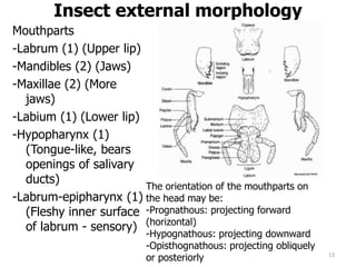 Insect external morphology
Mouthparts
-Labrum (1) (Upper lip)
-Mandibles (2) (Jaws)
-Maxillae (2) (More
jaws)
-Labium (1) (Lower lip)
-Hypopharynx (1)
(Tongue-like, bears
openings of salivary
ducts)
-Labrum-epipharynx (1)
(Fleshy inner surface
of labrum - sensory)
13
The orientation of the mouthparts on
the head may be:
-Prognathous: projecting forward
(horizontal)
-Hypognathous: projecting downward
-Opisthognathous: projecting obliquely
or posteriorly
 
