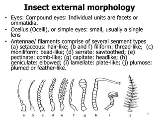 Insect external morphology
• Eyes: Compound eyes: Individual units are facets or
ommatidia.
• Ocellus (Ocelli), or simple eyes: small, usually a single
lens
• Antennae/ filaments comprise of several segment types
(a) setaceous: hair-like; (b and f) filiform: thread-like; (c)
moniliform: bead-like; (d) serrate: sawtoothed; (e)
pectinate: comb-like; (g) capitate: headlike; (h)
geniculate: elbowed; (i) lamellate: plate-like; (j) plumose:
plumed or feather-like.
14
 