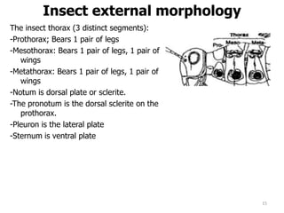 Insect external morphology
The insect thorax (3 distinct segments):
-Prothorax; Bears 1 pair of legs
-Mesothorax: Bears 1 pair of legs, 1 pair of
wings
-Metathorax: Bears 1 pair of legs, 1 pair of
wings
-Notum is dorsal plate or sclerite.
-The pronotum is the dorsal sclerite on the
prothorax.
-Pleuron is the lateral plate
-Sternum is ventral plate
15
 