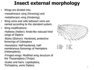 Insect external morphology
• Wings are divided into;
-mesothoracic wing (forewing) and
-metathoracic wing (hindwing).
• Wing veins and cells between veins are
named according to the standard system.
• Wing modifications:
-Halteres (Halter): Knob-like reduced hind
wings of Diptera
-Elytra (Elytron): Hardened, protective
forewings of Coleoptera
-Hemelytra: Half-hardened, half-
membranous forewings of Hemiptera
(Heteroptera).
-Fringed wings: Modified wing structure of
the Thysanoptera (Thrips)
-Scales and hairs: Lepidoptera,
Trichoptera, some Diptera 16
 
