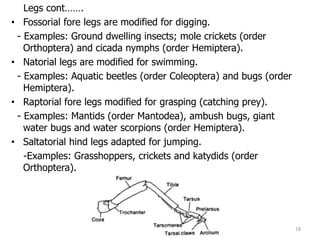 Legs cont…….
• Fossorial fore legs are modified for digging.
- Examples: Ground dwelling insects; mole crickets (order
Orthoptera) and cicada nymphs (order Hemiptera).
• Natorial legs are modified for swimming.
- Examples: Aquatic beetles (order Coleoptera) and bugs (order
Hemiptera).
• Raptorial fore legs modified for grasping (catching prey).
- Examples: Mantids (order Mantodea), ambush bugs, giant
water bugs and water scorpions (order Hemiptera).
• Saltatorial hind legs adapted for jumping.
-Examples: Grasshoppers, crickets and katydids (order
Orthoptera).
18
 