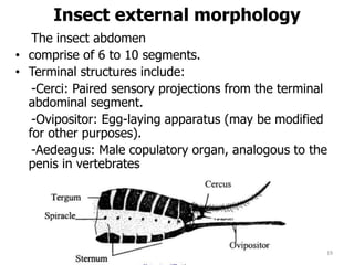 Insect external morphology
The insect abdomen
• comprise of 6 to 10 segments.
• Terminal structures include:
-Cerci: Paired sensory projections from the terminal
abdominal segment.
-Ovipositor: Egg-laying apparatus (may be modified
for other purposes).
-Aedeagus: Male copulatory organ, analogous to the
penis in vertebrates
19
 