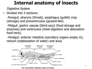 Internal anatomy of insects
Digestive System
• Divided into 3 sections:
-Foregut: pharynx (throat), esophagus (gullet) crop
(storage) and proventriculus (gizzard-like)
-Midgut: gastric caecae (blind sacs) (food storage and
enzymes) and ventriculus (most digestion and absorption
food here).
-Hindgut: anterior intestine (excretory organs empty in),
rectum (reabsorption of water) and anus
20
 