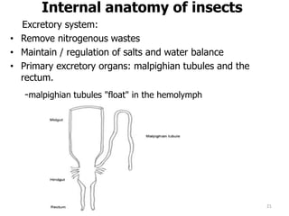 Internal anatomy of insects
Excretory system:
• Remove nitrogenous wastes
• Maintain / regulation of salts and water balance
• Primary excretory organs: malpighian tubules and the
rectum.
-malpighian tubules "float" in the hemolymph
21
 