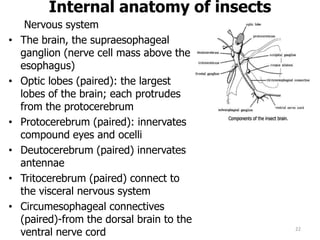Internal anatomy of insects
Nervous system
• The brain, the supraesophageal
ganglion (nerve cell mass above the
esophagus)
• Optic lobes (paired): the largest
lobes of the brain; each protrudes
from the protocerebrum
• Protocerebrum (paired): innervates
compound eyes and ocelli
• Deutocerebrum (paired) innervates
antennae
• Tritocerebrum (paired) connect to
the visceral nervous system
• Circumesophageal connectives
(paired)-from the dorsal brain to the
ventral nerve cord 22
 