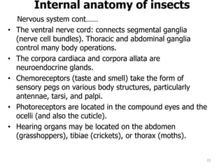 Internal anatomy of insects
Nervous system cont……
• The ventral nerve cord: connects segmental ganglia
(nerve cell bundles). Thoracic and abdominal ganglia
control many body operations.
• The corpora cardiaca and corpora allata are
neuroendocrine glands.
• Chemoreceptors (taste and smell) take the form of
sensory pegs on various body structures, particularly
antennae, tarsi, and palpi.
• Photoreceptors are located in the compound eyes and the
ocelli (and also the cuticle).
• Hearing organs may be located on the abdomen
(grasshoppers), tibiae (crickets), or thorax (moths).
23
 