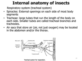 Internal anatomy of insects
Respiratory system (tracheal system)
• Spiracles: External openings on each side of most body
segments
• Tracheae: large tubes that run the length of the body on
each side. Smaller tubes are called tracheal branches and
tracheoles.
• Air sacs that store air (air, not just oxygen) may be located
in the abdomen and/or the thorax.
24
 