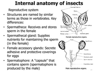 Internal anatomy of insects
Reproductive system
• Structures are named by similar
terms as those in vertebrates. Key
differences:
• Spermatheca: Receives and stores
sperm in the female
• Spermathecal gland: Supplies
nutrients for maintaining the sperm
(in the female)
• Female accessory glands: Secrete
adhesive and protective coverings
for eggs
• Spermatophore: A "capsule" that
contains sperm (spermatophore is
produced by the male) 26
 