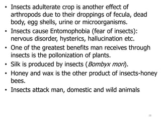 • Insects adulterate crop is another effect of
arthropods due to their droppings of fecula, dead
body, egg shells, urine or microorganisms.
• Insects cause Entomophobia (fear of insects):
nervous disorder, hysterics, hallucination etc.
• One of the greatest benefits man receives through
insects is the pollonization of plants.
• Silk is produced by insects (Bombyx mori).
• Honey and wax is the other product of insects-honey
bees.
• Insects attack man, domestic and wild animals
28
 