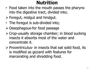 Nutrition
• Food taken into the mouth passes the pharynx
into the digestive tract, divided into;
 Foregut, midgut and hindgut.
• The foregut is sub-divided into;
 Oesophagous-for food passage
 Crop-usually storage chamber; in blood sucking
insects it absorbs most of the water and
concentrate it.
 Proventriculus- in insects that eat solid food, its
is modified as gizzard with features for
marcerating and shredding food.
34
 