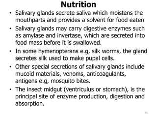 Nutrition
• Salivary glands secrete saliva which moistens the
mouthparts and provides a solvent for food eaten
• Salivary glands may carry digestive enzymes such
as amylase and invertase, which are secreted into
food mass before it is swallowed.
• In some hymenopterans e.g, silk worms, the gland
secretes silk used to make pupal cells.
• Other special secretions of salivary glands include
mucoid materials, venoms, anticoagulants,
antigens e.g, mosquito bites.
• The insect midgut (ventriculus or stomach), is the
principal site of enzyme production, digestion and
absorption.
35
 