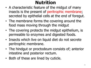 Nutrition
• A characteristic feature of the midgut of many
insects is the present of peritrophic membrane;
secreted by epithelial cells at the end of foregut.
• The membrane forms the covering around the
food mass moving through the midgut
• The covering protects the midgut epithelium, is
permeable to enzymes and digested foods.
• Insects which live on liquid diet do not secrete
peritrophic membrane.
• The hindgut or proctodeum consists of; anterior
intestine and posterior rectum.
• Both of these are lined by cuticle.
36
 