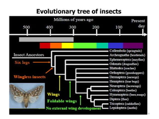 Evolutionary tree of insects
4
 
