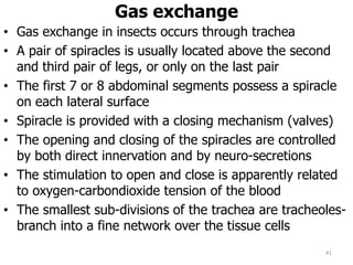 Gas exchange
• Gas exchange in insects occurs through trachea
• A pair of spiracles is usually located above the second
and third pair of legs, or only on the last pair
• The first 7 or 8 abdominal segments possess a spiracle
on each lateral surface
• Spiracle is provided with a closing mechanism (valves)
• The opening and closing of the spiracles are controlled
by both direct innervation and by neuro-secretions
• The stimulation to open and close is apparently related
to oxygen-carbondioxide tension of the blood
• The smallest sub-divisions of the trachea are tracheoles-
branch into a fine network over the tissue cells
41
 