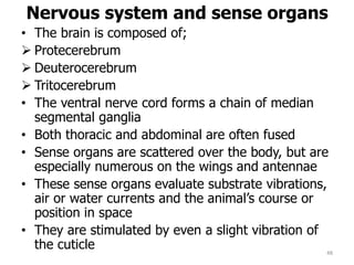 Nervous system and sense organs
• The brain is composed of;
 Protecerebrum
 Deuterocerebrum
 Tritocerebrum
• The ventral nerve cord forms a chain of median
segmental ganglia
• Both thoracic and abdominal are often fused
• Sense organs are scattered over the body, but are
especially numerous on the wings and antennae
• These sense organs evaluate substrate vibrations,
air or water currents and the animal’s course or
position in space
• They are stimulated by even a slight vibration of
the cuticle 48
 