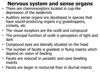 Nervous system and sense organs
• There are chemoreceptors located in cup-like
depression of the epidermis
• Auditory sense organs are developed in species that
have sound-producing organs e.g grasshoppers,
crickets, etc
• The visual receptors are the ocelli and compound
• The principal function of ocelli is perception of light and
dark
• Compound eyes are laterally situated on the head
• The number of facets is greatest in flying insects which
depend on vision of feeding
• Facets are reduced in parasitic and cave dwelling
insects
• Facets are larger in nocturnal than in diurnal insects
49
 