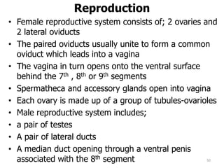 Reproduction
• Female reproductive system consists of; 2 ovaries and
2 lateral oviducts
• The paired oviducts usually unite to form a common
oviduct which leads into a vagina
• The vagina in turn opens onto the ventral surface
behind the 7th , 8th or 9th segments
• Spermatheca and accessory glands open into vagina
• Each ovary is made up of a group of tubules-ovarioles
• Male reproductive system includes;
• a pair of testes
• A pair of lateral ducts
• A median duct opening through a ventral penis
associated with the 8th segment 50
 