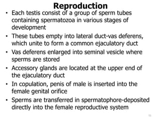 Reproduction
• Each testis consist of a group of sperm tubes
containing spermatozoa in various stages of
development
• These tubes empty into lateral duct-vas deferens,
which unite to form a common ejaculatory duct
• Vas deferens enlarged into seminal vesicle where
sperms are stored
• Accessory glands are located at the upper end of
the ejaculatory duct
• In copulation, penis of male is inserted into the
female genital orifice
• Sperms are transferred in spermatophore-deposited
directly into the female reproductive system
51
 