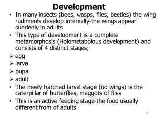 Development
• In many insects (bees, wasps, flies, beetles) the wing
rudiments develop internally-the wings appear
suddenly in adults
• This type of development is a complete
metamorphosis (Holometabolous development) and
consists of 4 distinct stages;
 egg
 larva
 pupa
 adult
• The newly hatched larval stage (no wings) is the
caterpillar of butterflies, maggots of flies
• This is an active feeding stage-the food usually
different from of adults
56
 