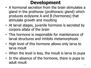 Development
• A hormonal secretion from the brain stimulates a
gland in the prothorax (prothoracic gland) which
produces ecdysone A and B (hormones) that
stimulate growth and moulting
• At larval stages, juvenile hormone is secreted by
corpora allata of the brain
• This hormone is responsible for maintenance of
larval structures and inhibits metamorphosis
• High level of this hormone allows only larva to
larva moult
• When the level is less, the moult is larva to pupa
• In the absence of the hormone, there is pupa to
adult moult 58
 