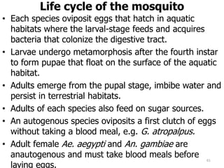 Life cycle of the mosquito
• Each species oviposit eggs that hatch in aquatic
habitats where the larval-stage feeds and acquires
bacteria that colonize the digestive tract.
• Larvae undergo metamorphosis after the fourth instar
to form pupae that float on the surface of the aquatic
habitat.
• Adults emerge from the pupal stage, imbibe water and
persist in terrestrial habitats.
• Adults of each species also feed on sugar sources.
• An autogenous species oviposits a first clutch of eggs
without taking a blood meal, e.g. G. atropalpus.
• Adult female Ae. aegypti and An. gambiae are
anautogenous and must take blood meals before
laying eggs.
61
 