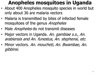 Anopheles mosquitoes in Uganda
• About 400 Anopheles mosquito species in world but
only about 36 are malaria vectors
• Malaria is transmitted by bites of infected female
mosquitoes of the genus Anopheles
• Male Anopheles do not transmit diseases
• Major vectors in Uganda. An. gambiae s.s., An.
arabiensis and An. funestus, An. stephensi, etc.
• Minor vectors. An. moucheti, An. Bwambae, An.
gibbinsi.
64
 