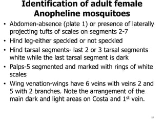 Identification of adult female
Anopheline mosquitoes
• Abdomen-absence (plate 1) or presence of laterally
projecting tufts of scales on segments 2-7
• Hind leg-either speckled or not speckled
• Hind tarsal segments- last 2 or 3 tarsal segments
white while the last tarsal segment is dark
• Palps-5 segmented and marked with rings of white
scales
• Wing venation-wings have 6 veins with veins 2 and
5 with 2 branches. Note the arrangement of the
main dark and light areas on Costa and 1st vein.
84
 