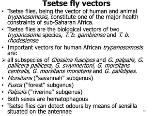 Tsetse fly vectors
• Tsetse flies, being the vector of human and animal
trypanosomosis, constitute one of the major health
constraints of sub-Saharan Africa.
• Tsetse flies are the biological vectors of two
trypanosome species, T. b. gambiense and T. b.
rhodesiense
• Important vectors for human African trypanosomosis
are:
 all subspecies of Glossina fuscipes and G. palpalis, G.
pallicera pallicera, G. swynnertoni, G. morsitans
centralis, G. morsitans morsitans and G. pallidipes.
• Morsitans ("savannah" subgenus)
• Fusca ("forest" subgenus)
• Palpalis ("riverine" subgenus)
• Both sexes are hematophagous
• Tsetse flies can detect odours by means of sensilla
situated on the antennae 88
 