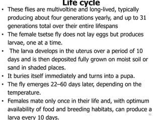 Life cycle
• These flies are multivoltine and long-lived, typically
producing about four generations yearly, and up to 31
generations total over their entire lifespans
• The female tsetse fly does not lay eggs but produces
larvae, one at a time.
• The larva develops in the uterus over a period of 10
days and is then deposited fully grown on moist soil or
sand in shaded places.
• It buries itself immediately and turns into a pupa.
• The fly emerges 22–60 days later, depending on the
temperature.
• Females mate only once in their life and, with optimum
availability of food and breeding habitats, can produce a
larva every 10 days.
90
 