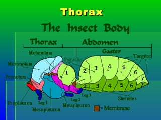 Basic entomology for children | PPT