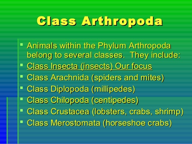 Basic entomology for children