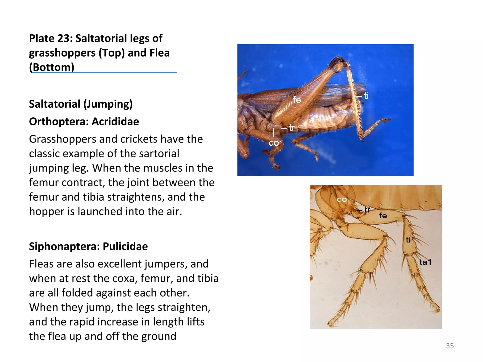 Basic Entomology External Features of Insects