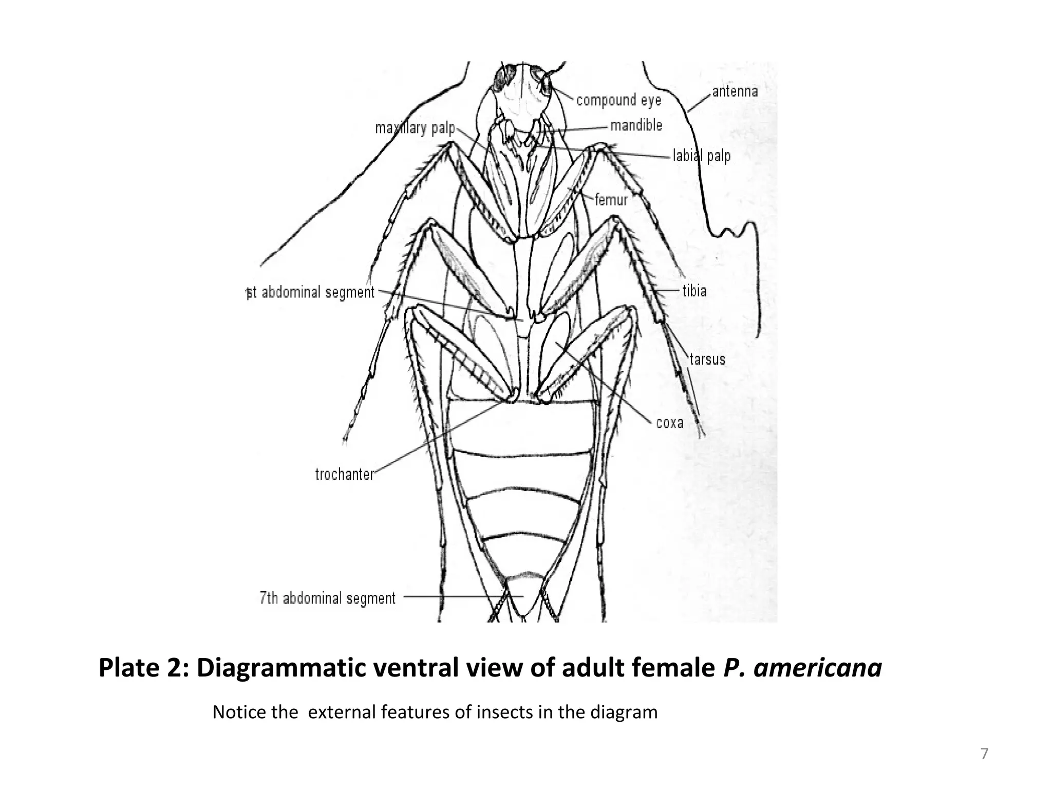 Basic Entomology External Features of Insects