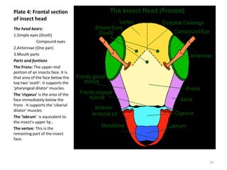 Plate 4: Frontal section
of insect head
The head bears:
1.Simple eyes (Ocelli)
Compound eyes
2.Antennae (One pair)
3.Mouth parts
Parts and funtions
The Frons: The upper-mid
portion of an insects face. It is
that area of the face below the
top two 'ocelli‘. it supports the
'pharyngeal dilator' muscles.
The 'clypeus' is the area of the
face immediately below the
frons . It supports the 'cibarial
dilator' muscles
The 'labrum' is equivalent to
the insect's upper lip ,
The vertex: This is the
remaining part of the insect
face.
10
 