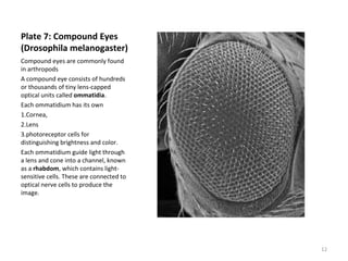 Plate 7: Compound Eyes
(Drosophila melanogaster)
Compound eyes are commonly found
in arthropods
A compound eye consists of hundreds
or thousands of tiny lens-capped
optical units called ommatidia.
Each ommatidium has its own
1.Cornea,
2.Lens
3.photoreceptor cells for
distinguishing brightness and color.
Each ommatidium guide light through
a lens and cone into a channel, known
as a rhabdom, which contains light-
sensitive cells. These are connected to
optical nerve cells to produce the
image.
12
 