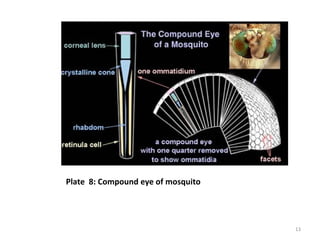 Plate 8: Compound eye of mosquito
13
 